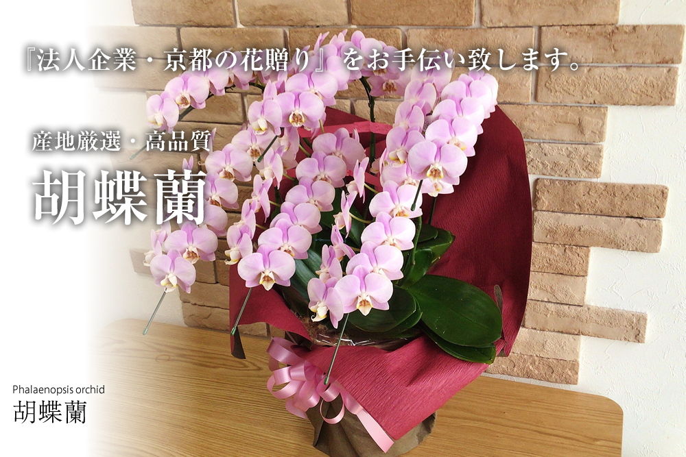 Phalaenopsis orchid 胡蝶蘭